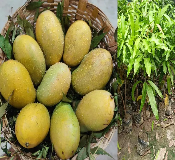 Amrapali_Mango_Plant_Grafted_Height_1.5-2_Feet_Rare_Mango_Tree_Hybrid_Fruit_After_1-2_Year_Live_Plant_For_Home_Garden