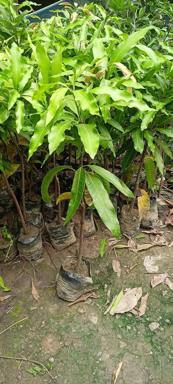 Amrapali_Mango_Plant_Grafted_Height_1.5-2_Feet_Rare_Mango_Tree_Hybrid_Fruit_After_1-2_Year_Live_Plant_For_Home_Garden