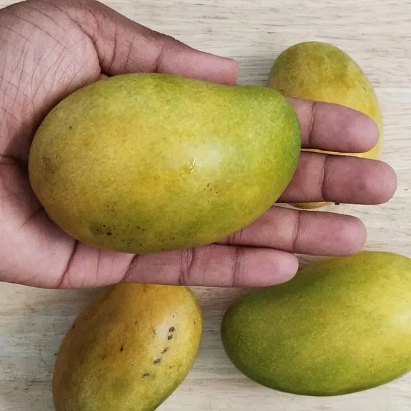 Amrapali_Mango_Plant_Grafted_Height_1.5-2_Feet_Rare_Mango_Tree_Hybrid_Fruit_After_1-2_Year_Live_Plant_For_Home_Garden