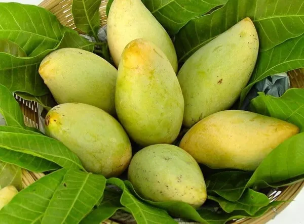 Amrapali_Mango_Plant_Grafted_Height_1.5-2_Feet_Rare_Mango_Tree_Hybrid_Fruit_After_1-2_Year_Live_Plant_For_Home_Garden