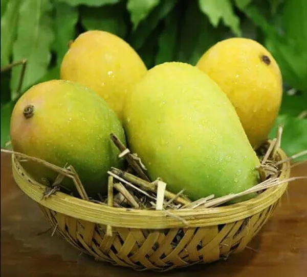 Amrapali_Mango_Plant_Grafted_Height_1.5-2_Feet_Rare_Mango_Tree_Hybrid_Fruit_After_1-2_Year_Live_Plant_For_Home_Garden
