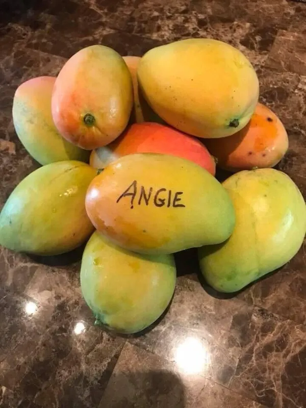 _High_Angie_Mango_Plant_-_Juicy_And_Flavorful_Fruits_All_Year_Round_Grafted_Fruit_After_2-3_Years_(1.5-2_Feet_Height,_Pack_Of_1)