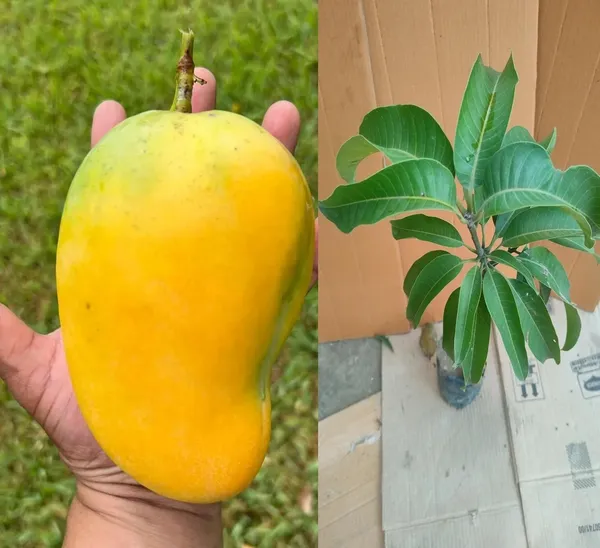 _High_Angie_Mango_Plant_-_Juicy_And_Flavorful_Fruits_All_Year_Round_Grafted_Fruit_After_2-3_Years_(1.5-2_Feet_Height,_Pack_Of_1)
