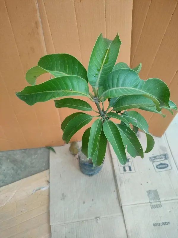 _High_Angie_Mango_Plant_-_Juicy_And_Flavorful_Fruits_All_Year_Round_Grafted_Fruit_After_2-3_Years_(1.5-2_Feet_Height,_Pack_Of_1)