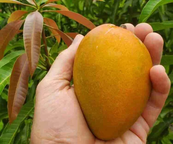 _High_Angie_Mango_Plant_-_Juicy_And_Flavorful_Fruits_All_Year_Round_Grafted_Fruit_After_2-3_Years_(1.5-2_Feet_Height,_Pack_Of_1)