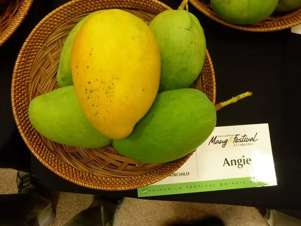 _High_Angie_Mango_Plant_-_Juicy_And_Flavorful_Fruits_All_Year_Round_Grafted_Fruit_After_2-3_Years_(1.5-2_Feet_Height,_Pack_Of_1)