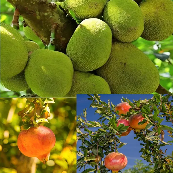 Combo_2Surh_Anor_Pomegranate_Anar_Fruit_Plant+Thai_All_Time_Jackfruit_Plant_Grafted_1.5-3_Feet_Height_Grafted_Hybrid_Live_Plant_For_Home_Garden