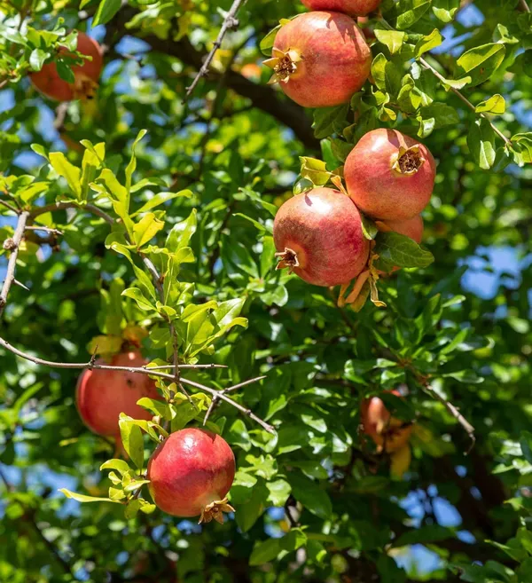 Combo_2Surh_Anor_Pomegranate_Anar_Fruit_Plant+Thai_All_Time_Jackfruit_Plant_Grafted_1.5-3_Feet_Height_Grafted_Hybrid_Live_Plant_For_Home_Garden