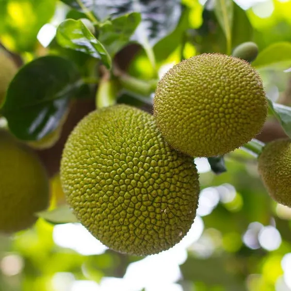 Combo_2Surh_Anor_Pomegranate_Anar_Fruit_Plant+Thai_All_Time_Jackfruit_Plant_Grafted_1.5-3_Feet_Height_Grafted_Hybrid_Live_Plant_For_Home_Garden