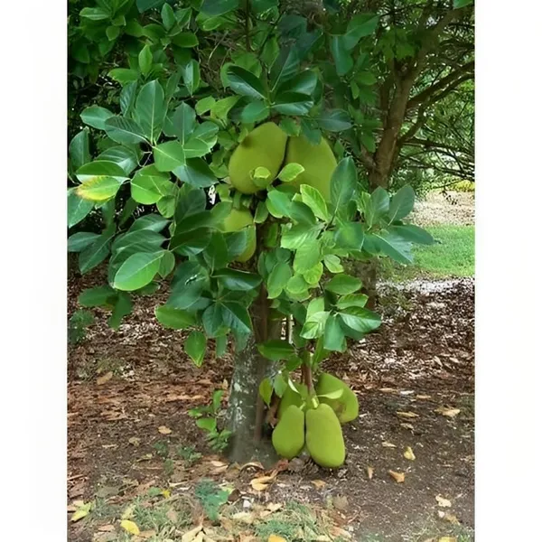 Combo_2Surh_Anor_Pomegranate_Anar_Fruit_Plant+Thai_All_Time_Jackfruit_Plant_Grafted_1.5-3_Feet_Height_Grafted_Hybrid_Live_Plant_For_Home_Garden