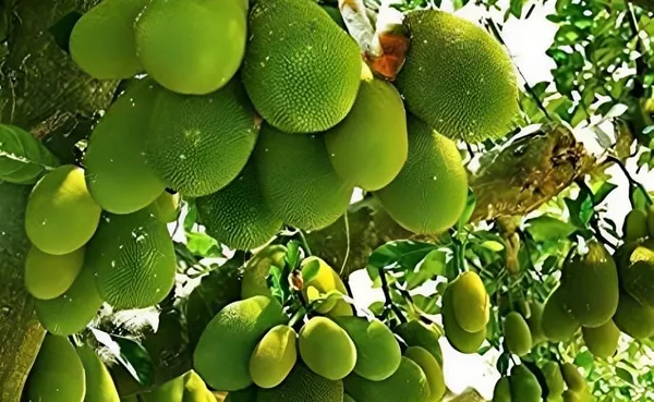 Combo_2Surh_Anor_Pomegranate_Anar_Fruit_Plant+Thai_All_Time_Jackfruit_Plant_Grafted_1.5-3_Feet_Height_Grafted_Hybrid_Live_Plant_For_Home_Garden