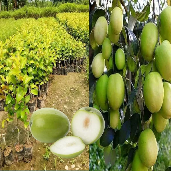 Apple_Ber_Thailand_Variety_Fruit_Known_As_The_Indian_Jujube_Grafted_Plant_Pack_Of_1