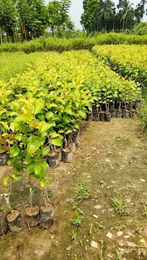 Apple_Ber_Thailand_Variety_Fruit_Known_As_The_Indian_Jujube_Grafted_Plant_Pack_Of_1