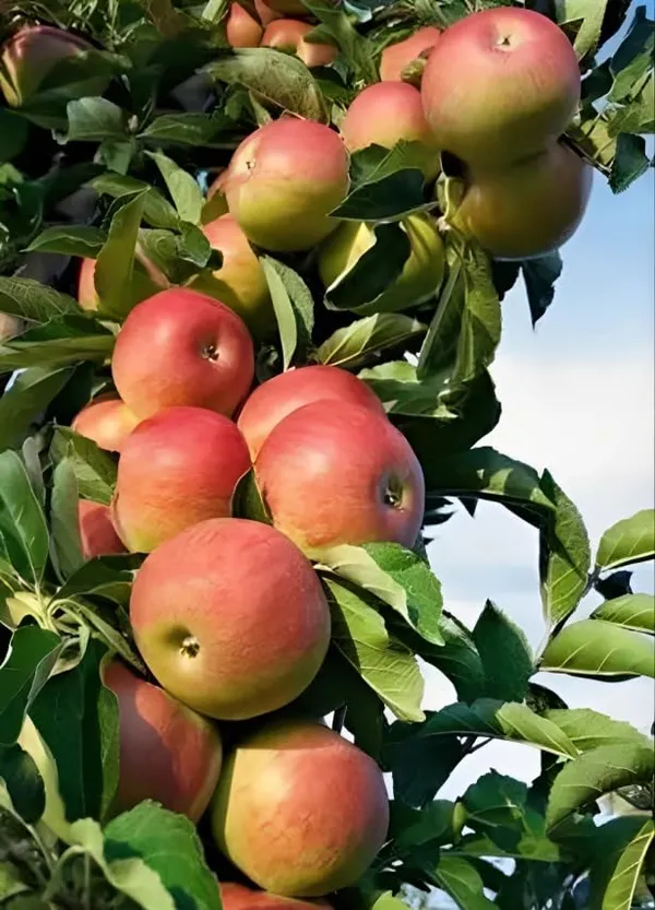 Apple_Plant_Hybrid_All_Season_Apple_Plant_For_Home_Garden