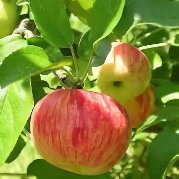 Apple_Plant_Hybrid_All_Season_Apple_Plant_For_Home_Garden