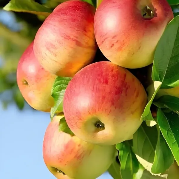 Apple_Plant_Hybrid_All_Season_Apple_Plant_For_Home_Garden