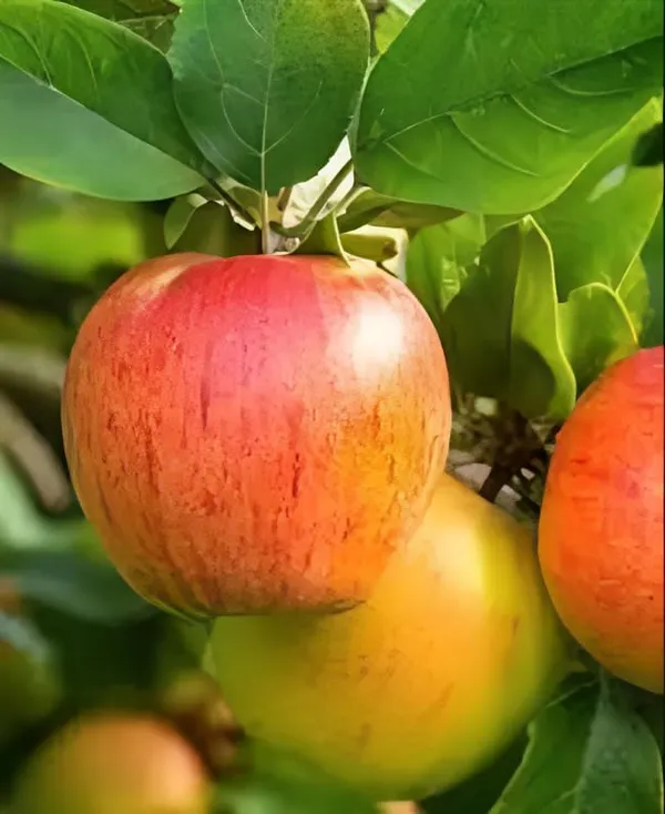Apple_Plant_Hybrid_All_Season_Apple_Plant_For_Home_Garden