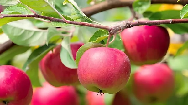 Apple_Plant_Hybrid_All_Season_Apple_Plant_For_Home_Garden