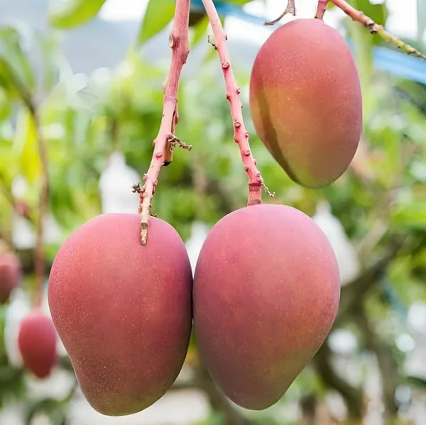 Arunika_Mango_Plant_Grafted_New_Variety_Mango_Tree_Hybrid_King_Of_Fruits_Healthy_Live_Plant_Live_Plant_For_Home_Garden