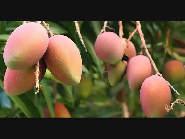 Arunika_Mango_Plant_Grafted_New_Variety_Mango_Tree_Hybrid_King_Of_Fruits_Healthy_Live_Plant_Live_Plant_For_Home_Garden