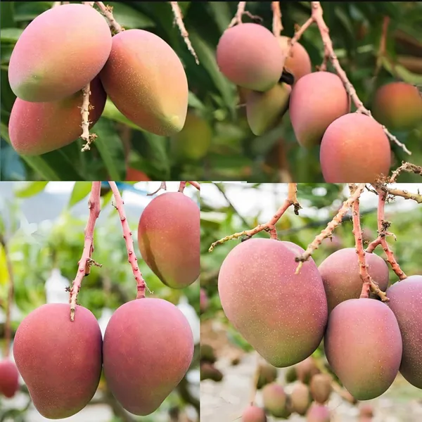 Arunika_Mango_Plant_Grafted_New_Variety_Mango_Tree_Hybrid_King_Of_Fruits_Healthy_Live_Plant_Live_Plant_For_Home_Garden