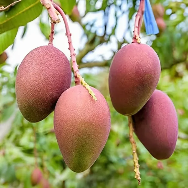 Arunika_Mango_Plant_Grafted_New_Variety_Mango_Tree_Hybrid_King_Of_Fruits_Healthy_Live_Plant_Live_Plant_For_Home_Garden