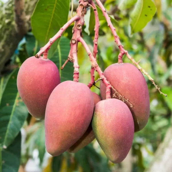 Arunika_Mango_Plant_Grafted_New_Variety_Mango_Tree_Hybrid_King_Of_Fruits_Healthy_Live_Plant_Live_Plant_For_Home_Garden