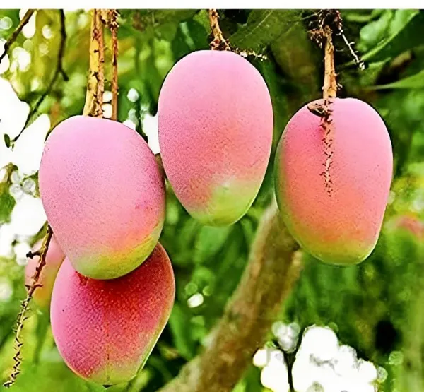 Arunika_Mango_Plant_Grafted_New_Variety_Mango_Tree_Hybrid_King_Of_Fruits_Healthy_Live_Plant_Live_Plant_For_Home_Garden