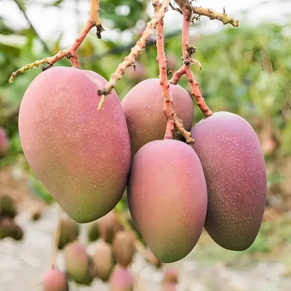 Arunika_Mango_Plant_Grafted_New_Variety_Mango_Tree_Hybrid_King_Of_Fruits_Healthy_Live_Plant_Live_Plant_For_Home_Garden