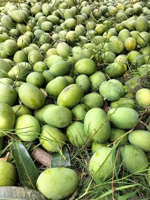 Arunika_Mango_Plant_Grafted_Live_Plant_(Healthy_1.5-2_Feet_Height)_Fruit_After_2-3_Years_Easy_To_Grow_Live_Plant_For_Home_Garden