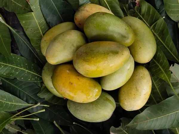 Arunika_Mango_Plant_Grafted_Live_Plant_(Healthy_1.5-2_Feet_Height)_Fruit_After_2-3_Years_Easy_To_Grow_Live_Plant_For_Home_Garden