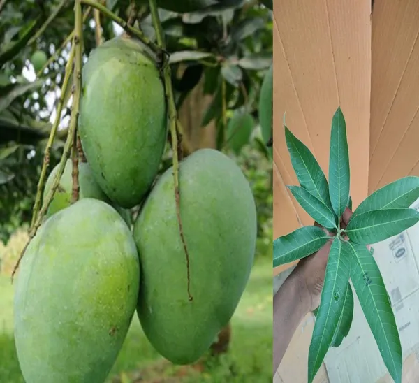 Arunika_Mango_Plant_Grafted_Live_Plant_(Healthy_1.5-2_Feet_Height)_Fruit_After_2-3_Years_Easy_To_Grow_Live_Plant_For_Home_Garden