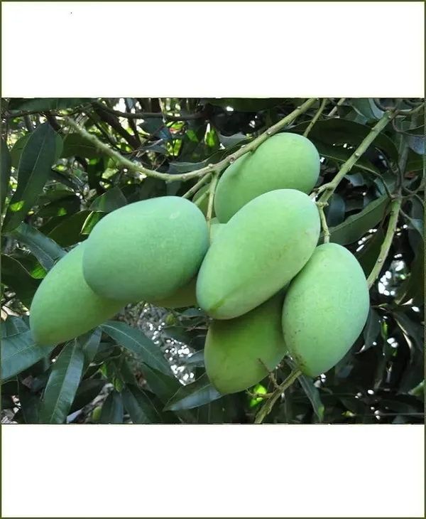 Arunika_Mango_Plant_Grafted_Live_Plant_(Healthy_1.5-2_Feet_Height)_Fruit_After_2-3_Years_Easy_To_Grow_Live_Plant_For_Home_Garden