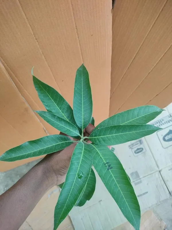 Arunika_Mango_Plant_Grafted_Live_Plant_(Healthy_1.5-2_Feet_Height)_Fruit_After_2-3_Years_Easy_To_Grow_Live_Plant_For_Home_Garden