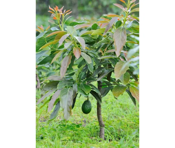Avocado,_Butter_Fruit_-_Plant_Hybrid_Hass_Avocado_Persea_Americana_Alligator_Pear_Butter_Fruit_Ve_Ey_Evokaido_Phal_Aveakkadea_Phalam_Plant_Rare_Variety_Tree_1-1.6-_Ft