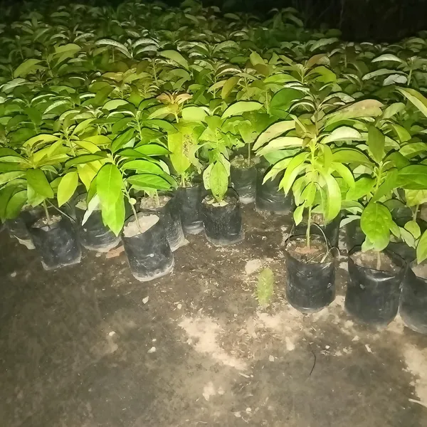 Avocado,_Butter_Fruit_-_Plant_Hybrid_Hass_Avocado_Persea_Americana_Alligator_Pear_Butter_Fruit_Ve_Ey_Evokaido_Phal_Aveakkadea_Phalam_Plant_Rare_Variety_Tree_1-1.6-_Ft