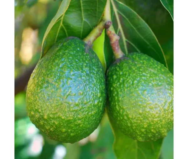 Avocado,_Butter_Fruit_-_Plant_Hybrid_Hass_Avocado_Persea_Americana_Alligator_Pear_Butter_Fruit_Ve_Ey_Evokaido_Phal_Aveakkadea_Phalam_Plant_Rare_Variety_Tree_1-1.6-_Ft