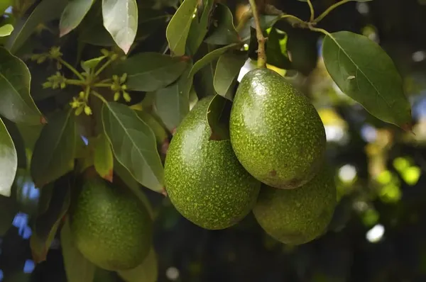 Hass_Avocado_Fruit_Plant_Grafted(Plant_Height_1.5-2)_Hybrid_Variety_Rare_Exotic_Dwarf_Avocado_Plant_Live_Persea_Americana_Plant_Butter_Fruit_PlantAvocado_Plant_Grafted_Dwarf