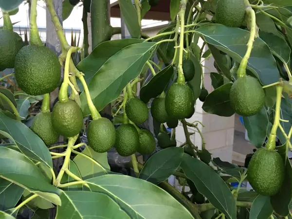 Hass_Avocado_Fruit_Plant_Grafted(Plant_Height_1.5-2)_Hybrid_Variety_Rare_Exotic_Dwarf_Avocado_Plant_Live_Persea_Americana_Plant_Butter_Fruit_PlantAvocado_Plant_Grafted_Dwarf