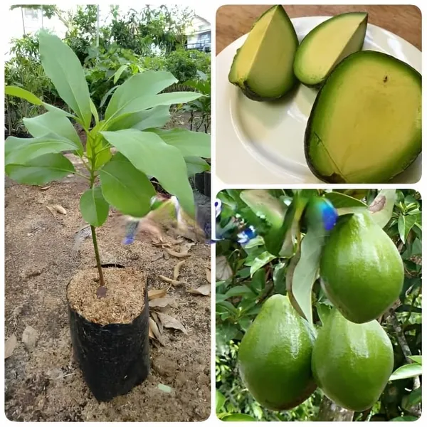 Hass_Avocado_Fruit_Plant_Grafted(Plant_Height_1.5-2)_Hybrid_Variety_Rare_Exotic_Dwarf_Avocado_Plant_Live_Persea_Americana_Plant_Butter_Fruit_PlantAvocado_Plant_Grafted_Dwarf