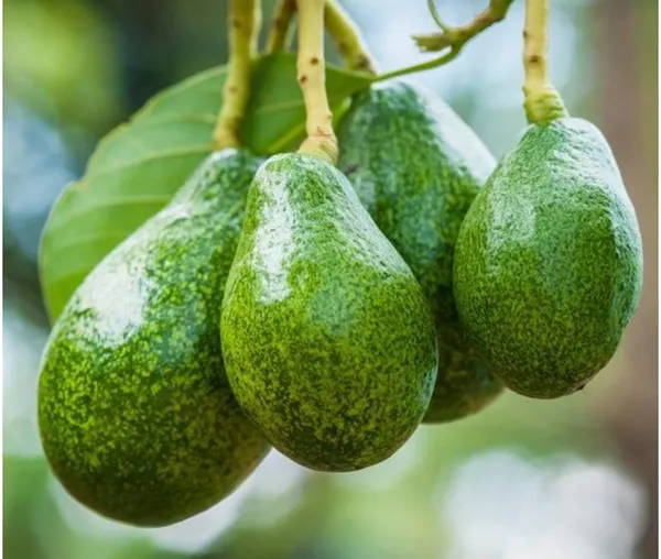 Avocado,_Butter_Fruit_-(Grafted)_Plant_Hybrid_Hass_Avocado_Persea_Americana_Alligator_Pear_Butter_Fruit_Ve_Ey_Evokaido_Phal_Aveakkadea_Phalam_Plant_Rare_Variety_Tree_1-1.6-_Feet