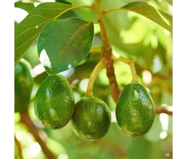 Avocado,_Butter_Fruit_-(Grafted)_Plant_Hybrid_Hass_Avocado_Persea_Americana_Alligator_Pear_Butter_Fruit_Ve_Ey_Evokaido_Phal_Aveakkadea_Phalam_Plant_Rare_Variety