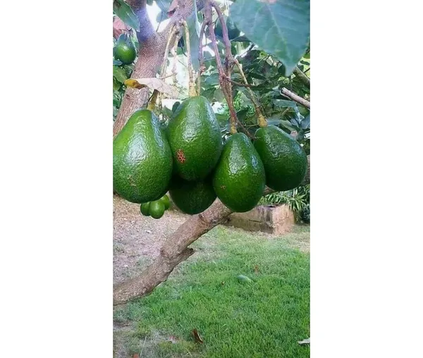 Avocado,_Butter_Fruit_-_Plant_Hybrid_Hass_Avocado_Persea_Americana_Alligator_Pear_Butter_Fruit_Ve_Ey_Evokaido_Phal_Aveakkadea_Phalam_Plant_Rare_Variety_Tree_1-1.6-_Ft