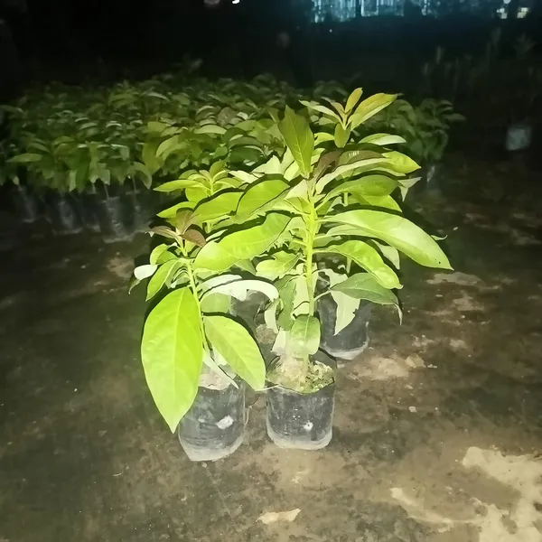 Avocado,_Butter_Fruit_-_Plant_Hybrid_Hass_Avocado_Persea_Americana_Alligator_Pear_Butter_Fruit_Ve_Ey_Evokaido_Phal_Aveakkadea_Phalam_Plant_Rare_Variety_Tree_1-1.6-_Ft