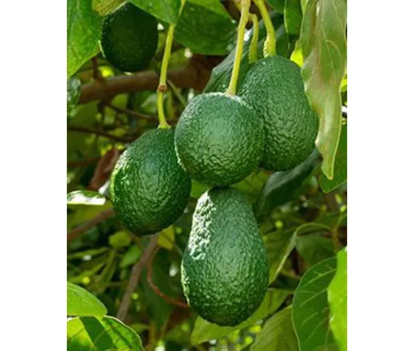 Avocado,_Butter_Fruit_-_Plant_Hybrid_Hass_Avocado_Persea_Americana_Alligator_Pear_Butter_Fruit_Ve_Ey_Evokaido_Phal_Aveakkadea_Phalam_Plant