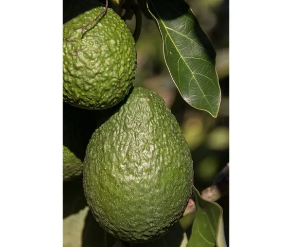 Avocado,_Butter_Fruit_-_Plant_Hybrid_Hass_Avocado_Persea_Americana_Alligator_Pear_Butter_Fruit_Ve_Ey_Evokaido_Phal_Aveakkadea_Phalam_Plant_Rare_Variety_Tree_1-1.6-_Ft
