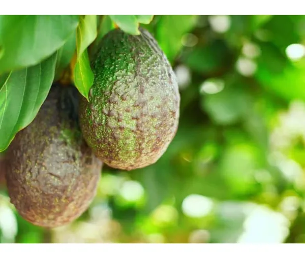 Avocado,_Butter_Fruit_-_Plant_Hybrid_Hass_Avocado_Persea_Americana_Alligator_Pear_Butter_Fruit_Ve_Ey_Evokaido_Phal_Aveakkadea_Phalam_Plant_Rare_Variety_Tree_1-1.6-_Ft