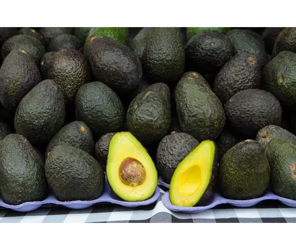 Avocado,_Butter_Fruit_-_Plant_Hybrid_Hass_Avocado_Persea_Americana_Alligator_Pear_Butter_Fruit_Ve_Ey_Evokaido_Phal_Aveakkadea_Phalam_Plant_Rare_Variety_Tree_1-1.6-_Ft
