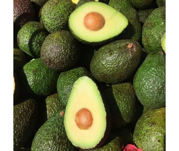 Avocado,_Butter_Fruit_-_Plant_Hybrid_Hass_Avocado_Persea_Americana_Alligator_Pear_Butter_Fruit_Ve_Ey_Evokaido_Phal_Aveakkadea_Phalam_Plant_Rare_Variety_Tree_1-1.6-_Ft