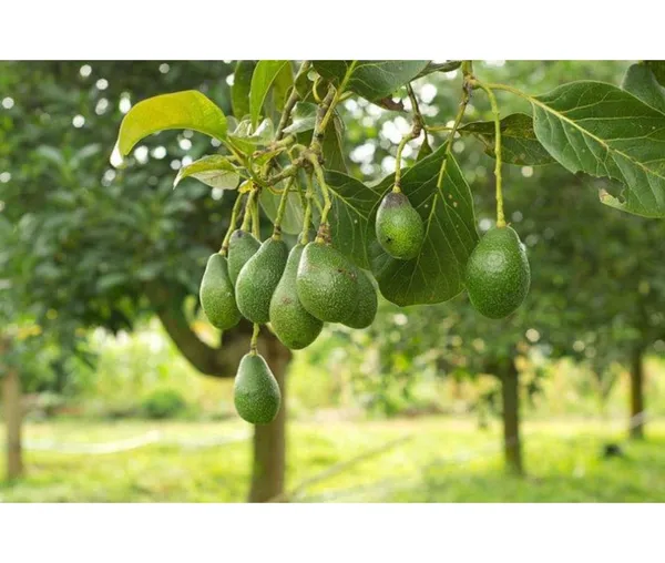 Avocado,_Butter_Fruit_-_Plant_Hybrid_Hass_Avocado_Persea_Americana_Alligator_Pear_Butter_Fruit_Ve_Ey_Evokaido_Phal_Aveakkadea_Phalam_Plant_Rare_Variety_Tree_1-1.6-_Ft